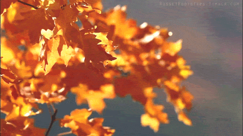 autumngiphy