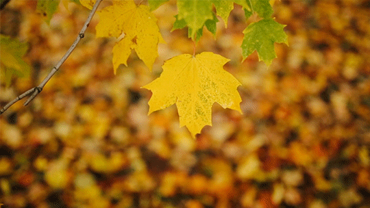 yellow leaves giphy.gif